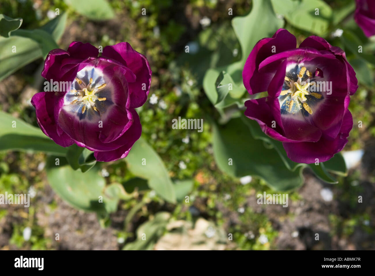 Tulipe Redpurple Banque D'Images