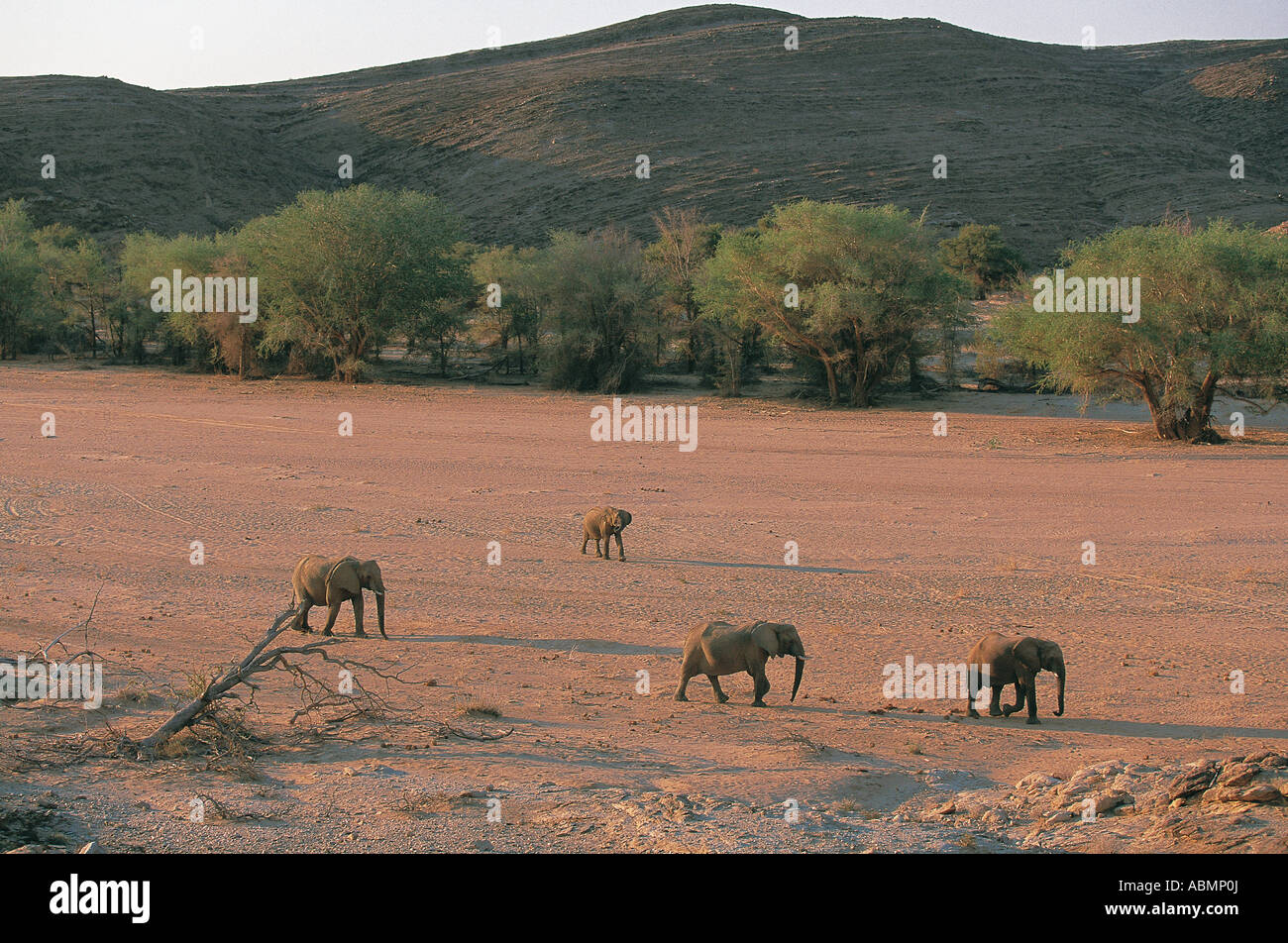 Les éléphants du désert dans le lit de la rivière Ugab Damaraland Namibie Banque D'Images