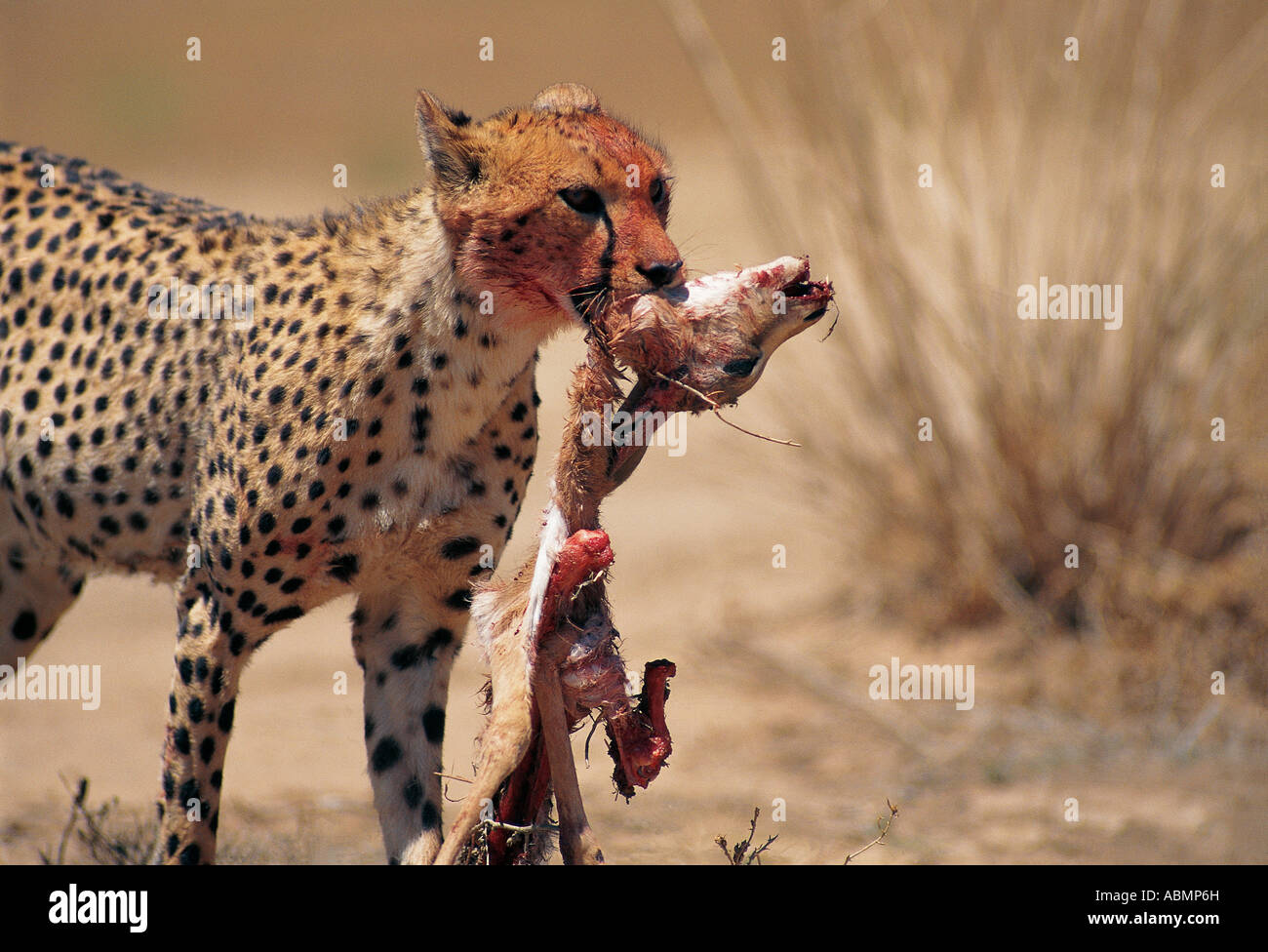 Cheetah transportant la carcasse à moitié mangé d'un Springbok Nossob riverbed Kalahari Gemsbok National Park Afrique du Sud Banque D'Images