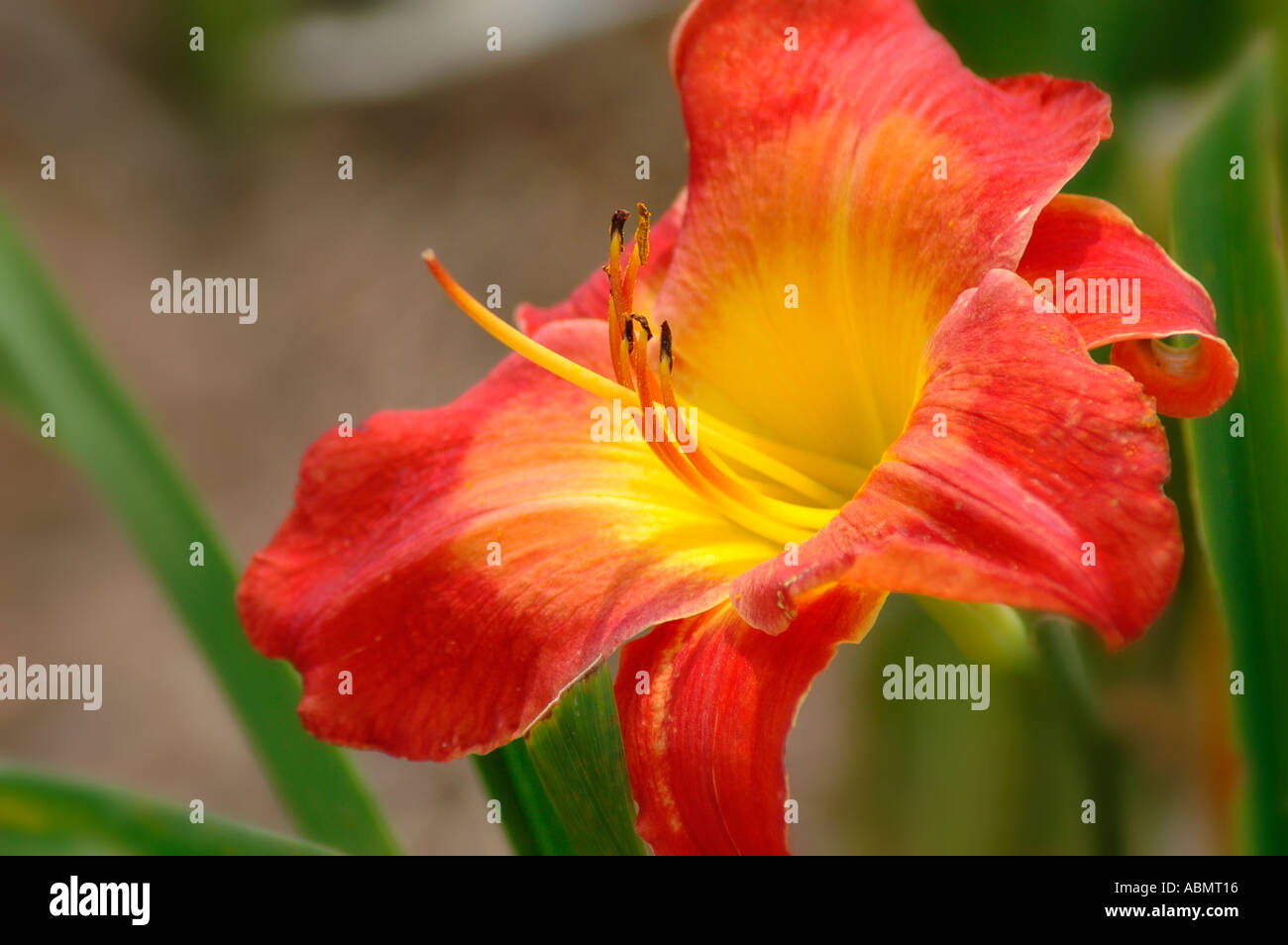 Une hémérocalle moderne dans le jardin pour l'élevage Banque D'Images