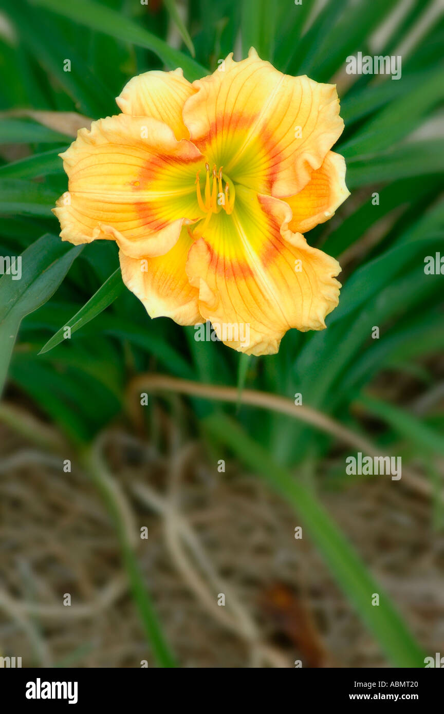 Une hémérocalle moderne dans le jardin pour l'élevage Banque D'Images