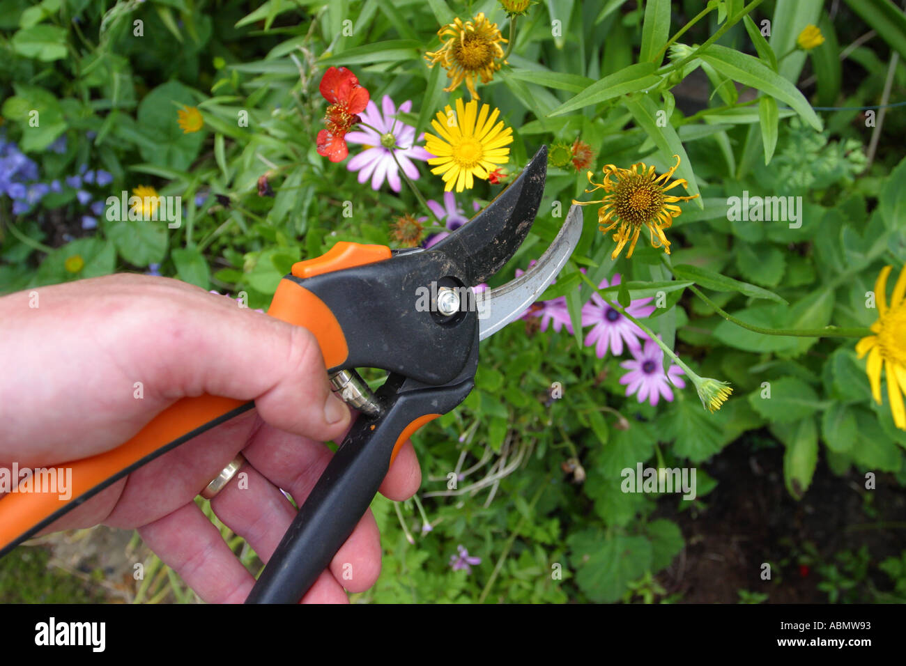 Isolation jardinage fleurs d'été avec des sécateurs Banque D'Images
