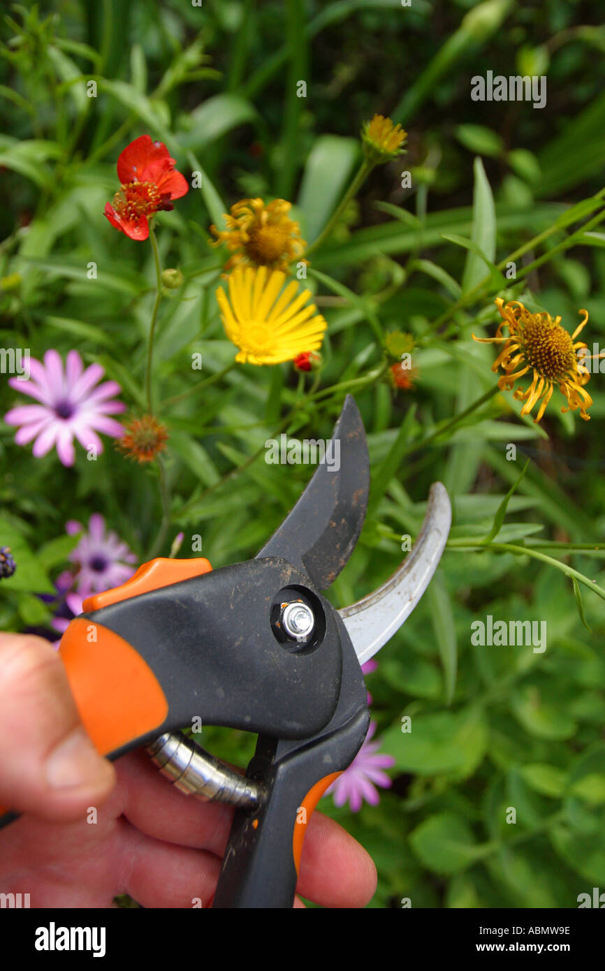 Isolation jardinage fleurs d'été avec des sécateurs Banque D'Images