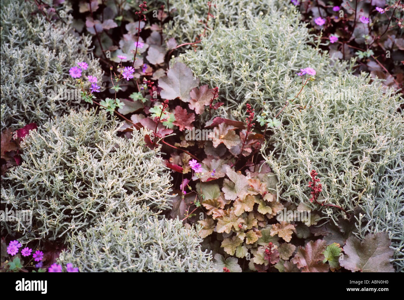 Géranium plantes utilisées dans les bordures Banque D'Images