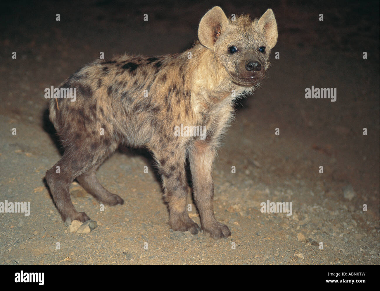 L'Hyène tachetée de nuit Parc National Kruger en Afrique du Sud Banque D'Images