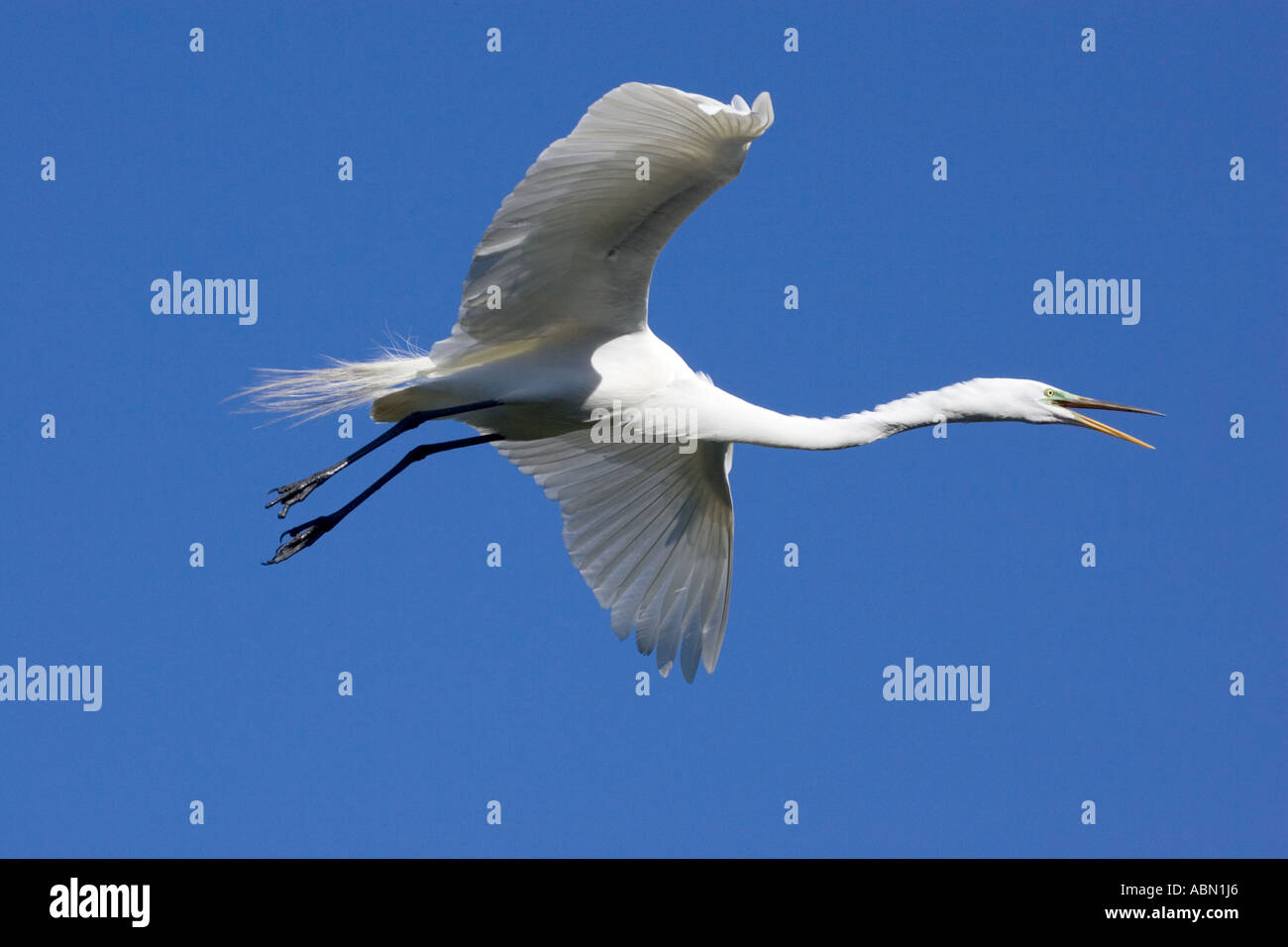 Grande Aigrette en vol des oiseaux adultes tout en appelant à venir à la terre Banque D'Images