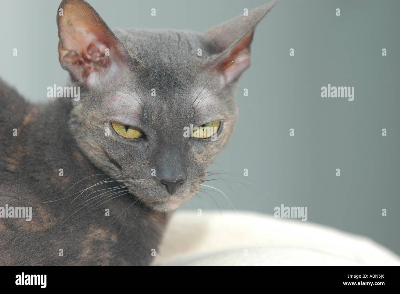 Gris Bleu Rex Cornish Race De Chat A Poil Court Et Yeux Jaunes Chat Adulte Photo Stock Alamy Gris Bleu Rex Cornish Race De Chat A Poil Court Et Yeux Jaunes Chat Adulte Photo Stock Alamy