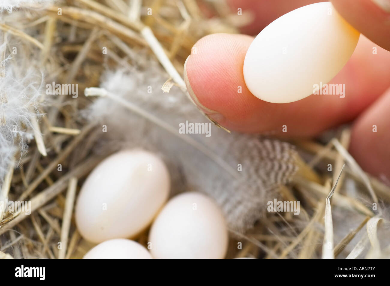 Personne titulaire d'Hirondelles Egg Banque D'Images