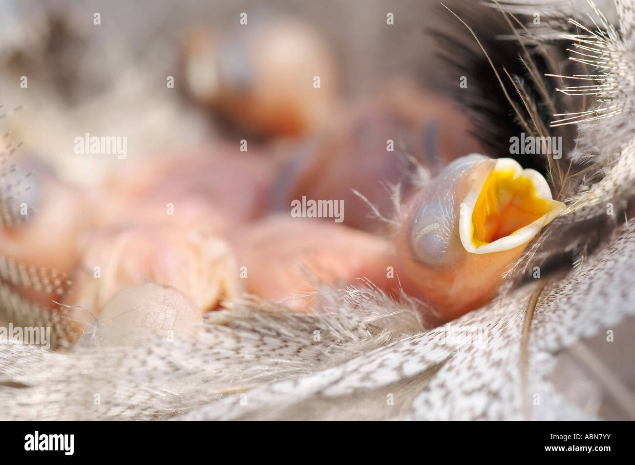 Arbre Genealogique Bebe Avaler Pour L Alimentation En Attente Photo Stock Alamy