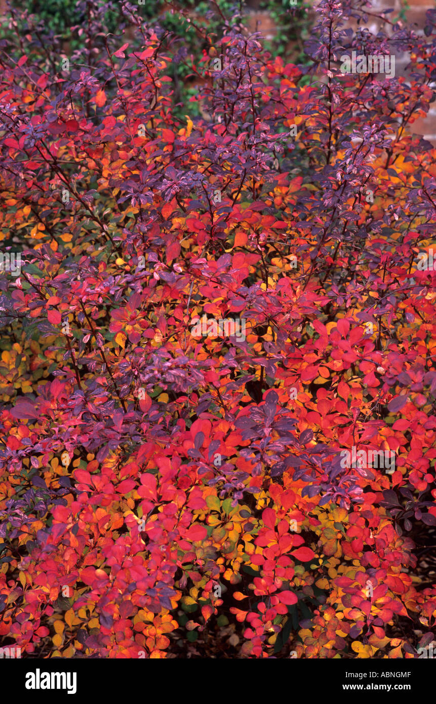 Berberis thunbergii 'Rose Glow', feuille, automne rouge Banque D'Images