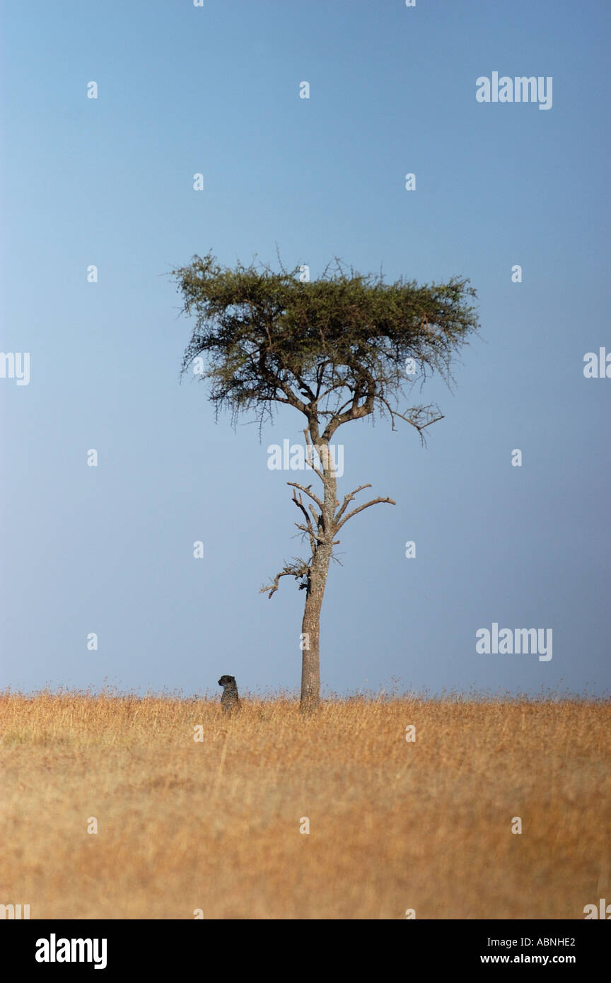 Les guépard assis sous arbre Masaii Mara kenya Banque D'Images