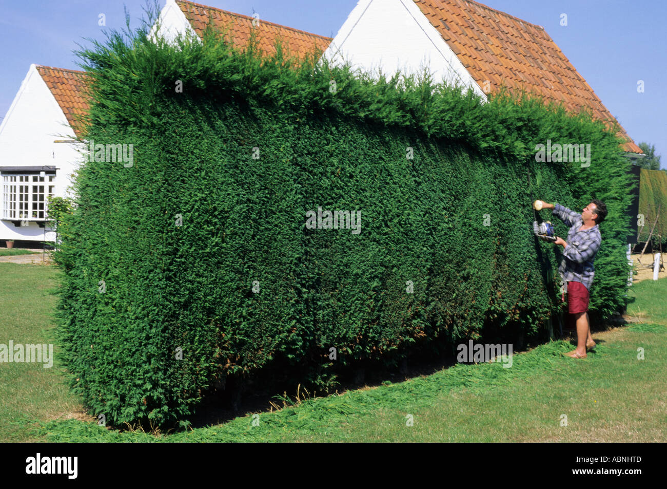 Coupe haie avec coupeuse a essence Banque D'Images