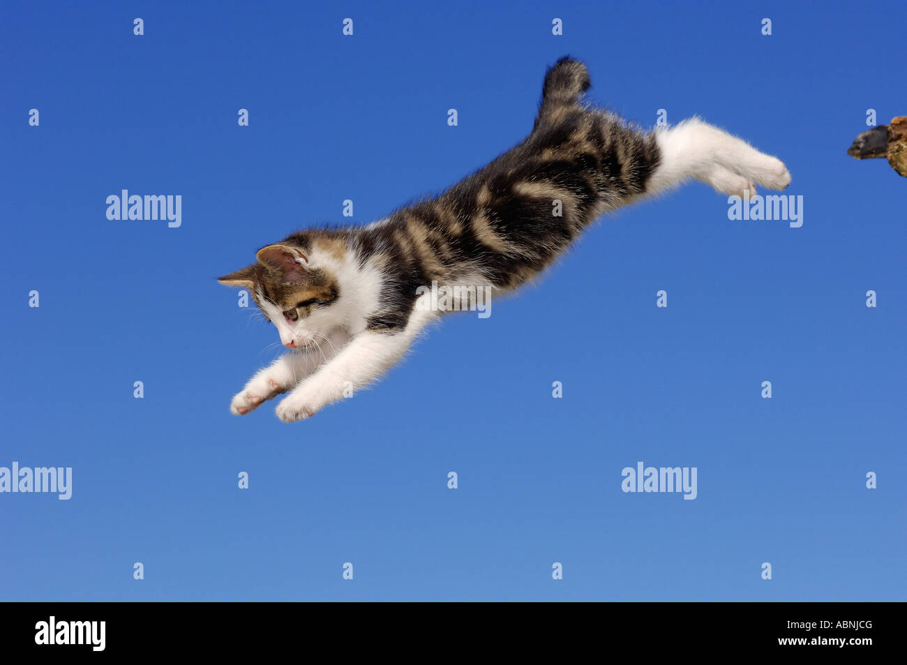 Saut de chaton Banque D'Images