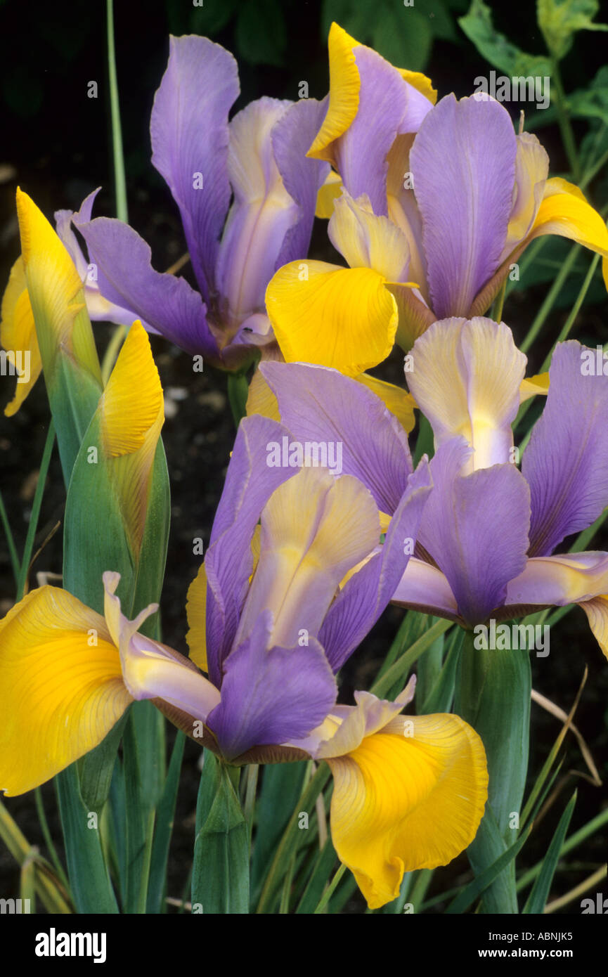 Dutch Iris hybrides Banque D'Images
