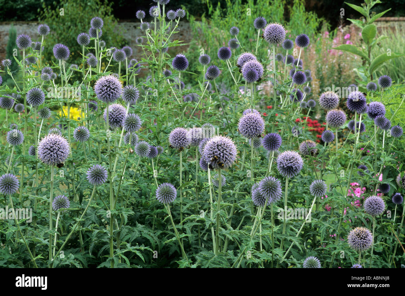 echinops-ritro-en-bordure-de-jardin-globe-thistle-chardon-bleu-fleur
