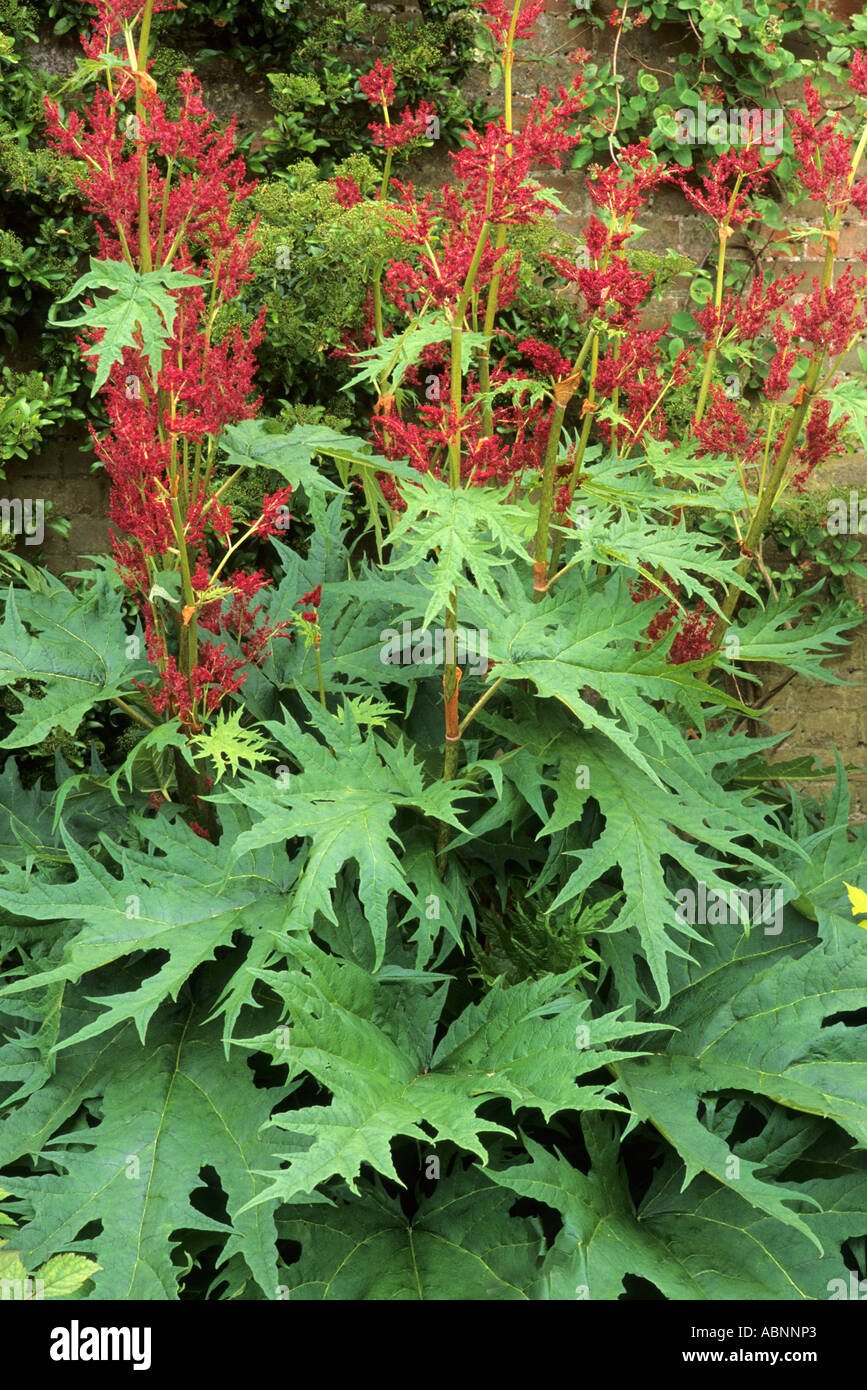 Rheum palmatum rubrum, rhubarbe, fleurs rouges, plante de jardin Photo ...