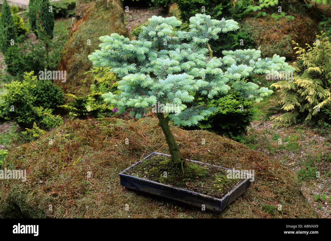 Picea pungens 'Globosa' syn. P.p. 'Glauca Globosa', arbre miniature dans un récipient style jardin japonais bonsai plantes à feuilles persistantes Banque D'Images