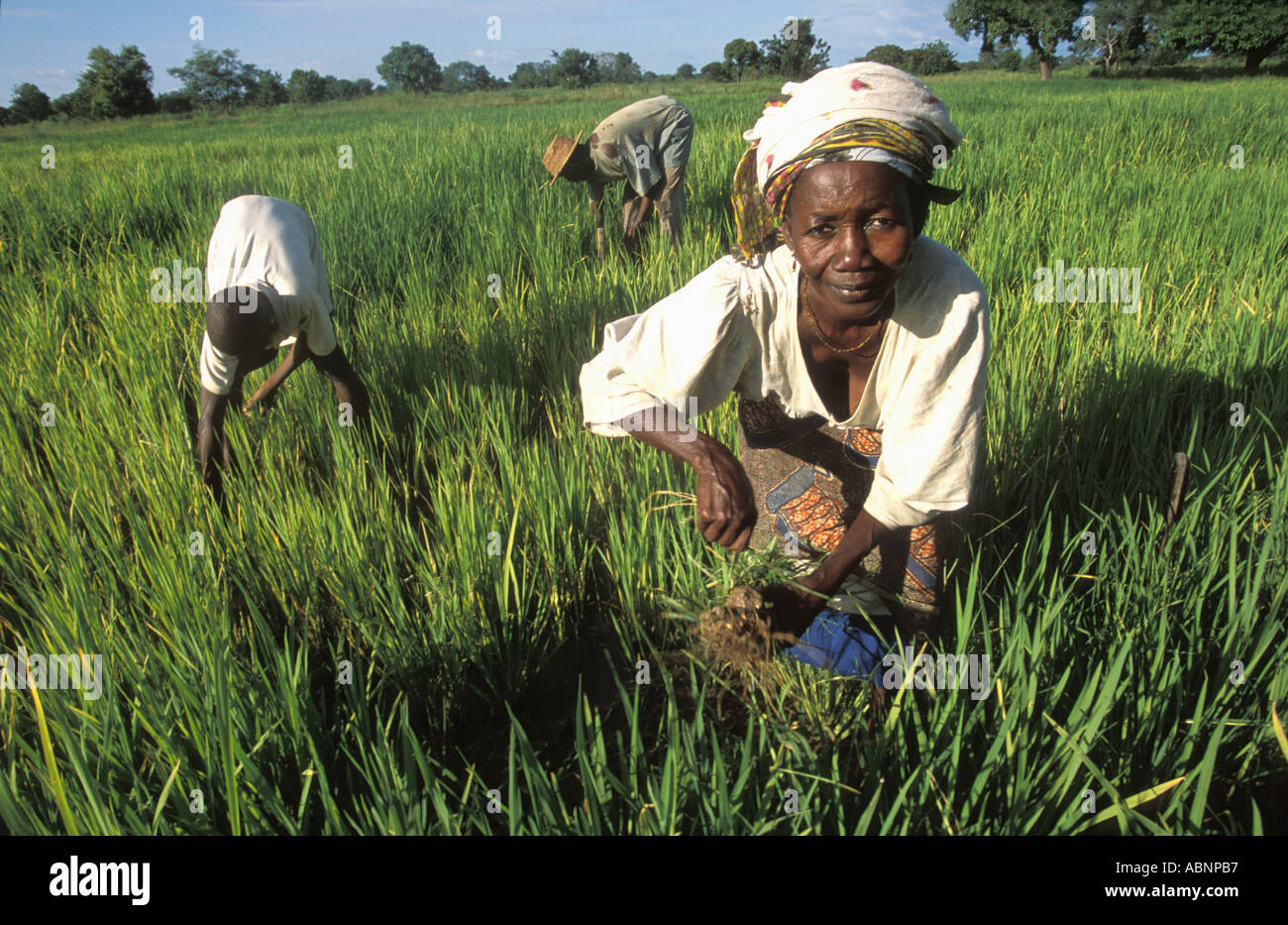 Les agriculteurs victimes de l'injustice du commerce mondial travaillant dans les rizières de riz au Ghana Banque D'Images