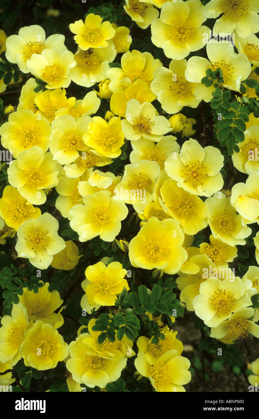 Rosa xanthina 'Canary Bird', jaune rose roses grimpantes Banque D'Images