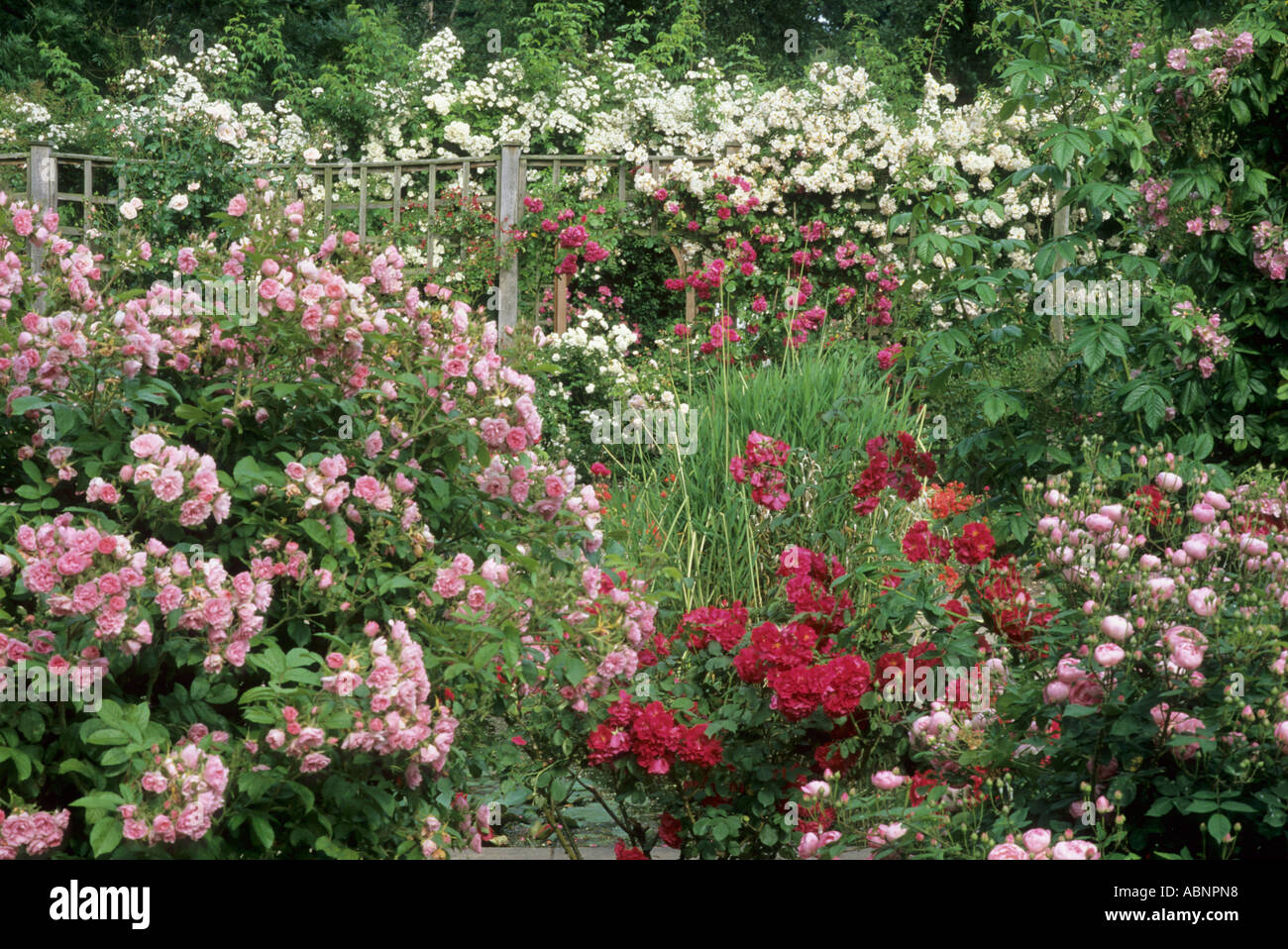 Jardin de roses, Trellis, Mannington Hall Banque D'Images