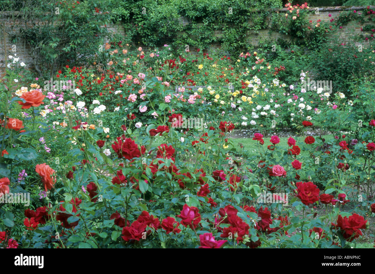 Rose Garden Jardin clos Mannington Hall Banque D'Images