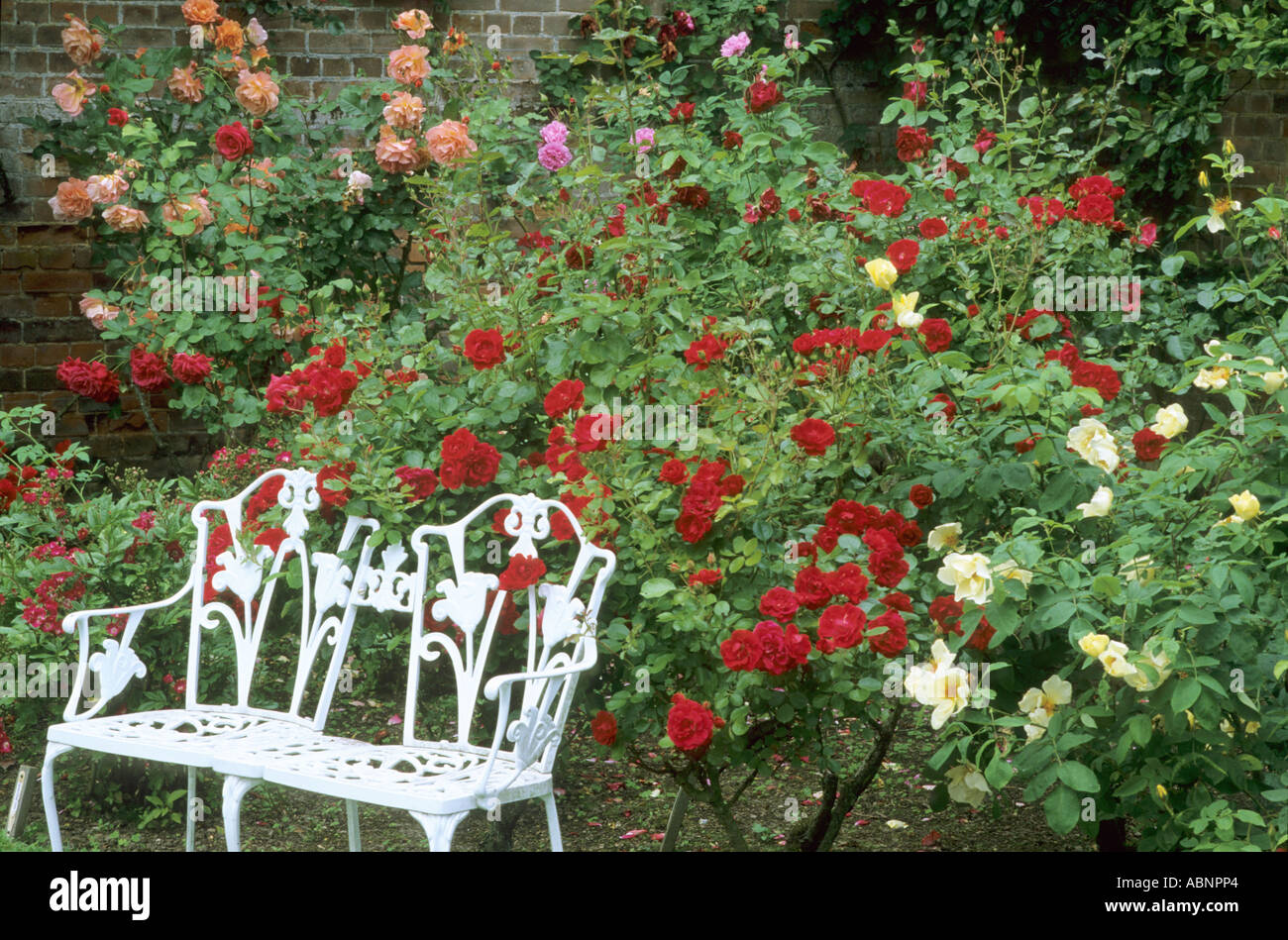 Rose Garden, mobilier blanc, mur de brique Banque D'Images