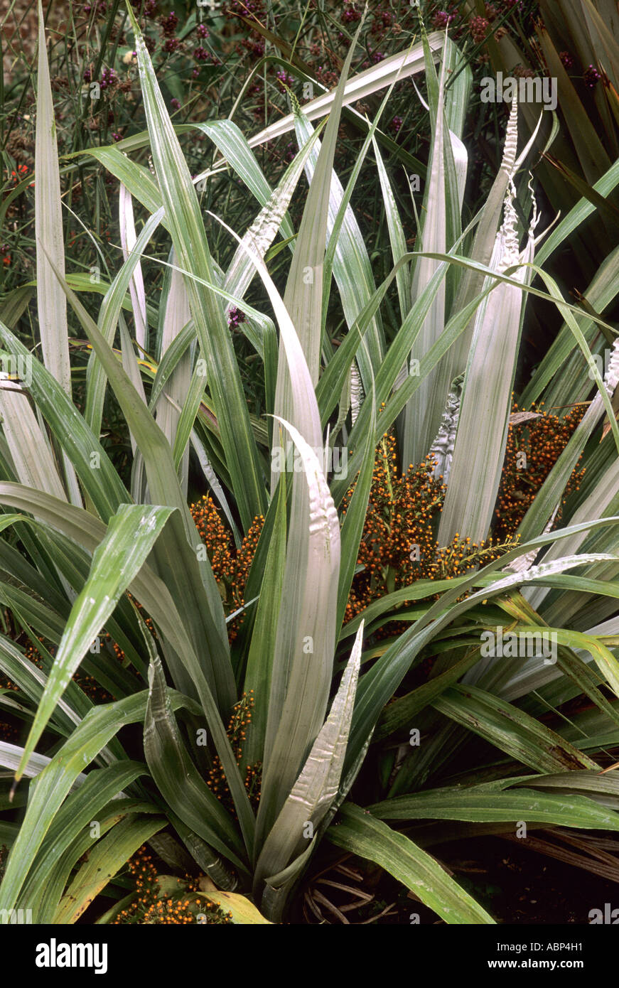 Astelia chathamica, syn. A.C.'Silver Spear', en fleurs, plante astelias Banque D'Images