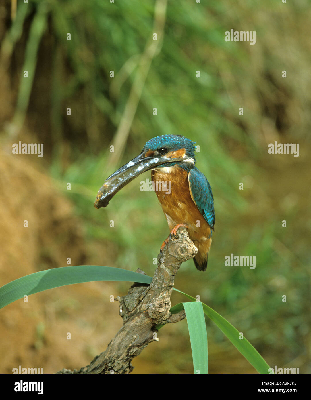 Atthis Kingfisher Alcada avec des poissons pour les jeunes Banque D'Images