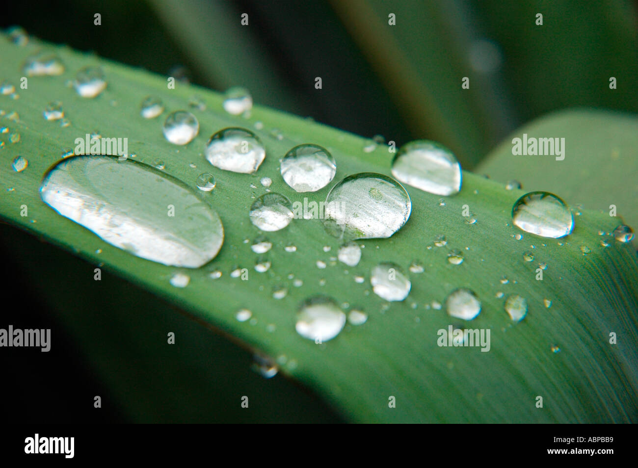 Waterperls on a leaf Banque D'Images