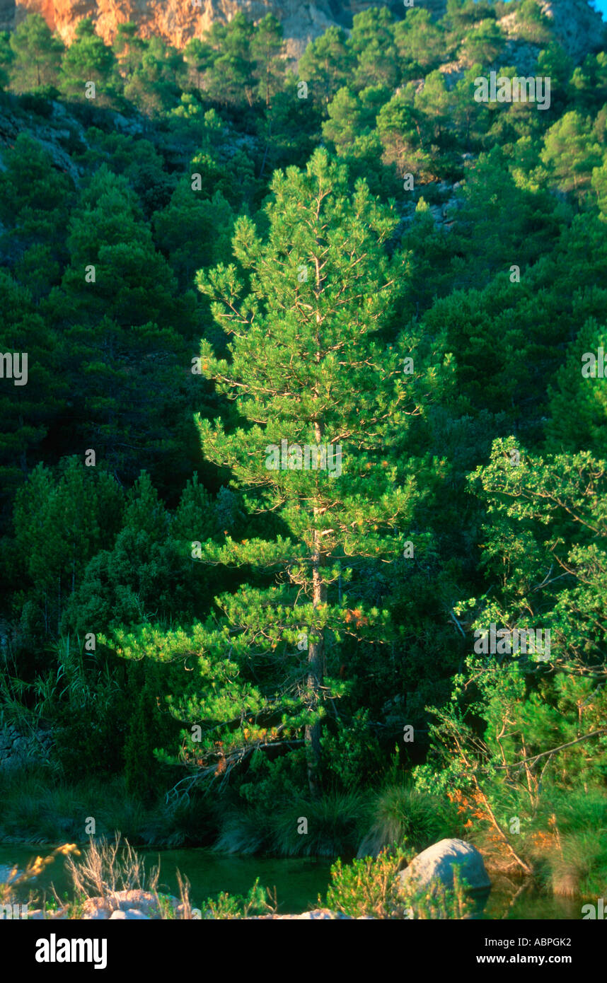 Austrian Pine, Pinus nigra. Ensemble de l'arbre. Teruel Province. Espagne Banque D'Images