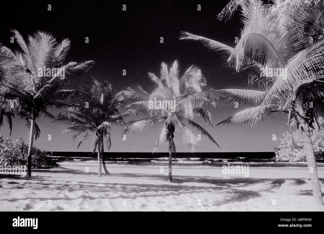 Palmiers sur la plage de Cuba Banque D'Images
