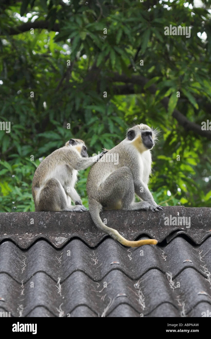 Une femelle ou vervet monkey vert se toilette un mâle est de retour Banque D'Images