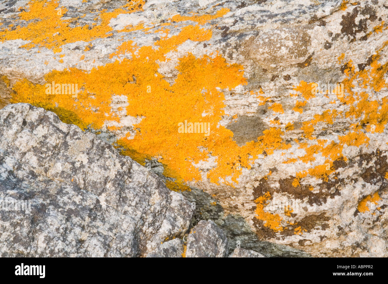 Rock avec du lichen jaune, Xanthoria parietina, sur l'île de Harris, îles Hébrides, Ecosse, Royaume-Uni Banque D'Images