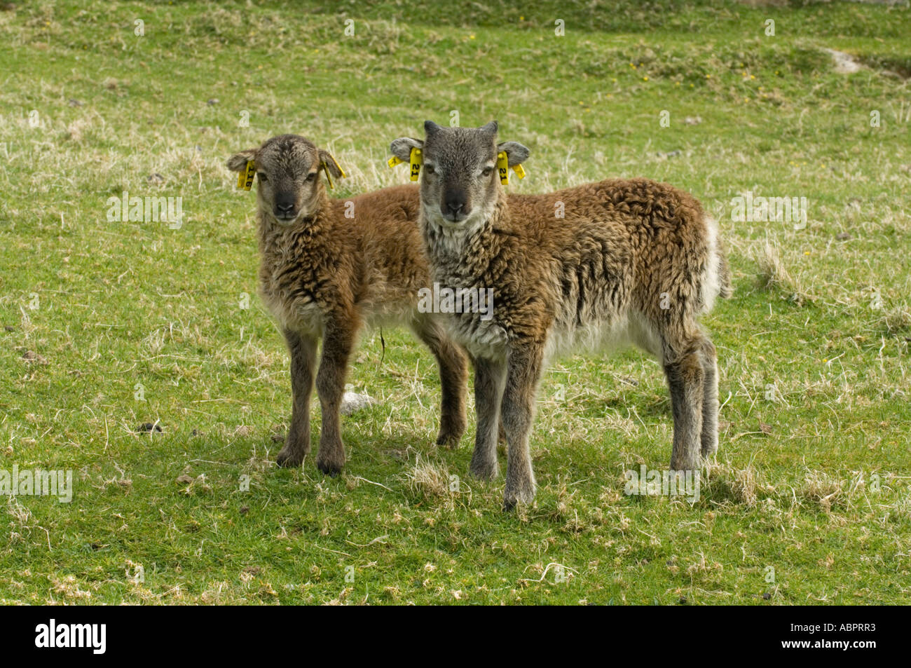 Moutons Soay agneaux, Ovis aries, printemps, hirta, St Kilda, Western Isles, Écosse, Royaume-Uni, Europe Banque D'Images