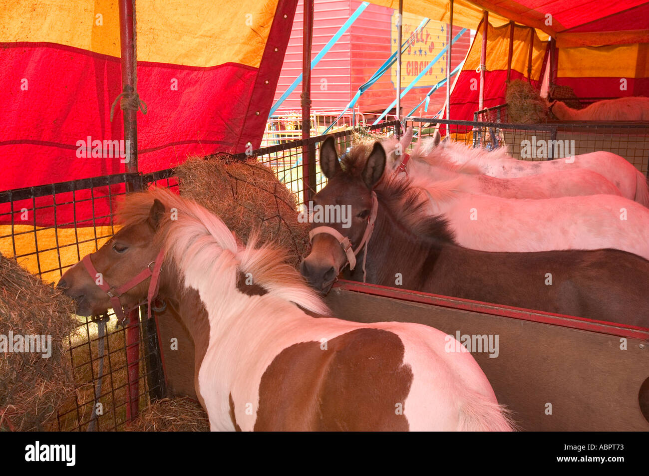 Poneys utilisés par Joll s circus l'un des rares encore les cirques utilisant des animaux Banque D'Images