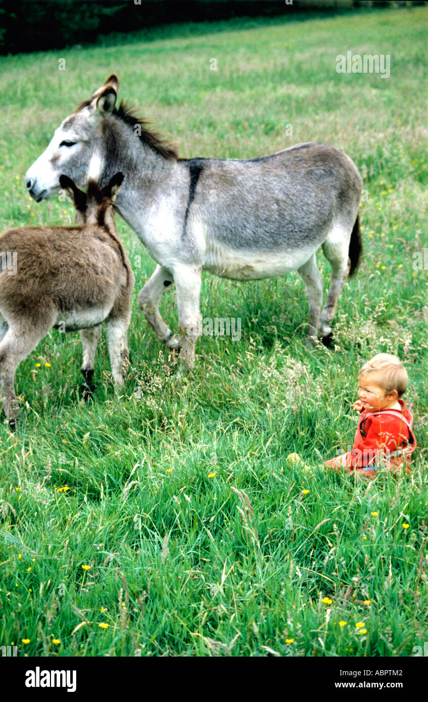 Enfant dans un champ avec deux ânes Banque D'Images
