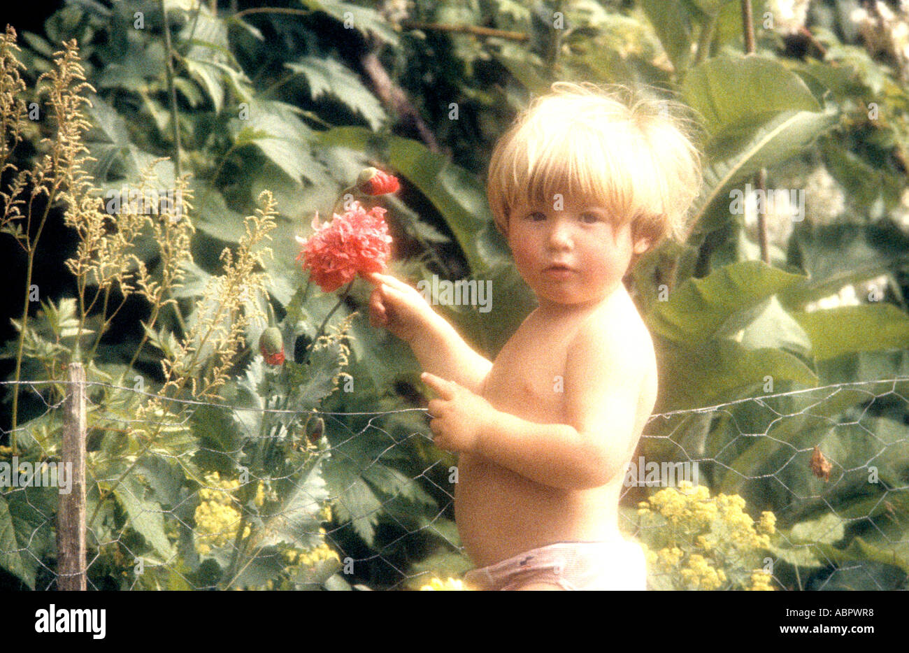 Tout-petit avec une fleur rouge dans un jardin de campagne anglaise Banque D'Images