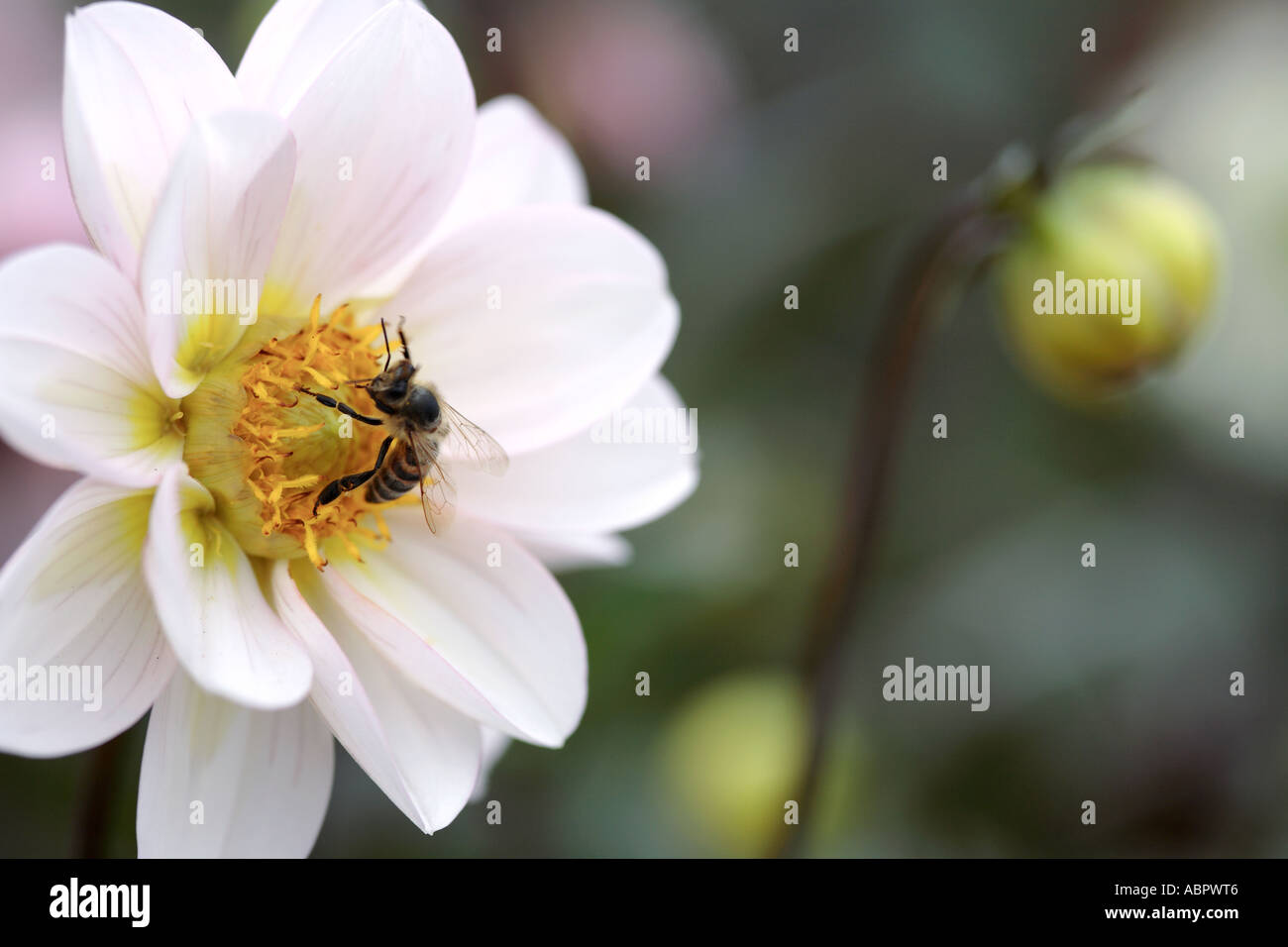 Cape Abeille nectar de fleur Dahlia blanc rassemble Banque D'Images