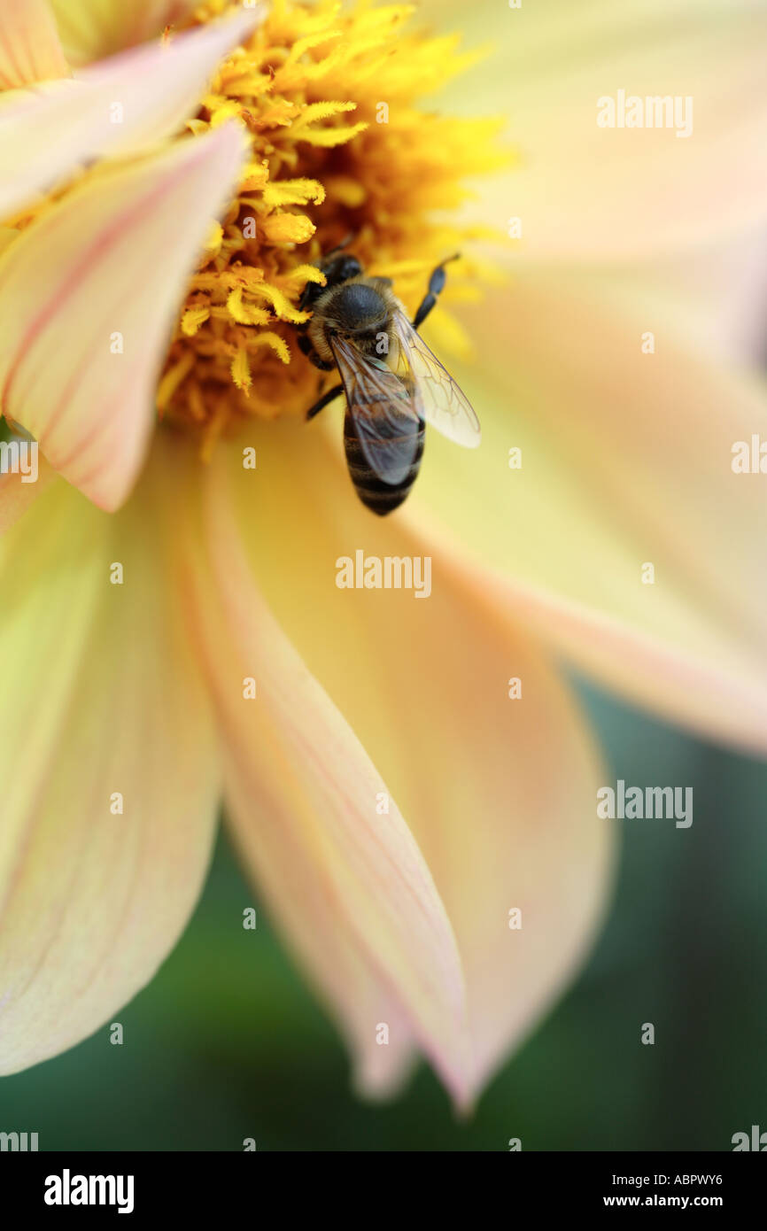 Cap sur l'Abeille recueille le nectar de fleur Dahlia jaune Banque D'Images