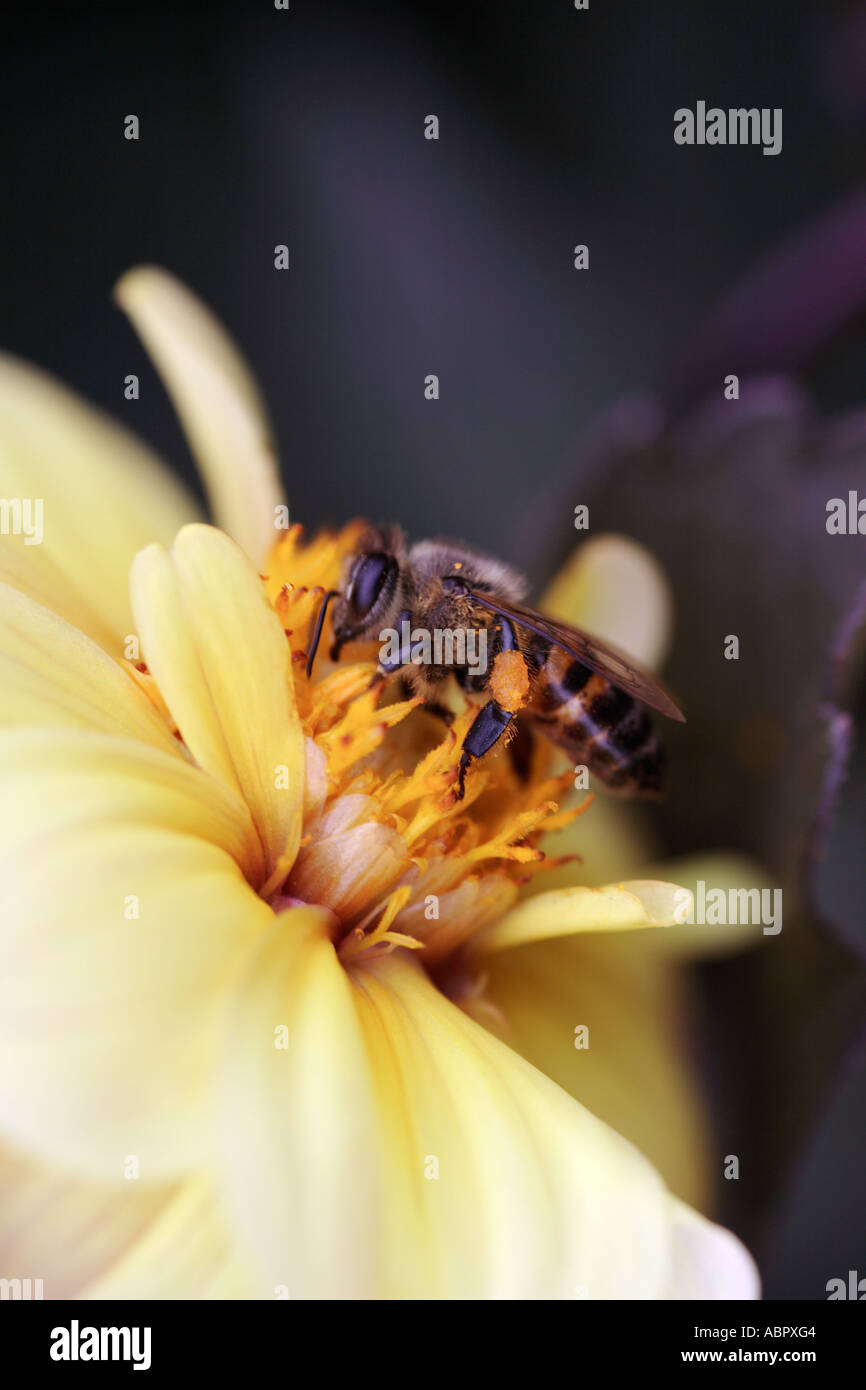 Cape Abeille nectar de fleur Dahlia jaune rassemble Banque D'Images