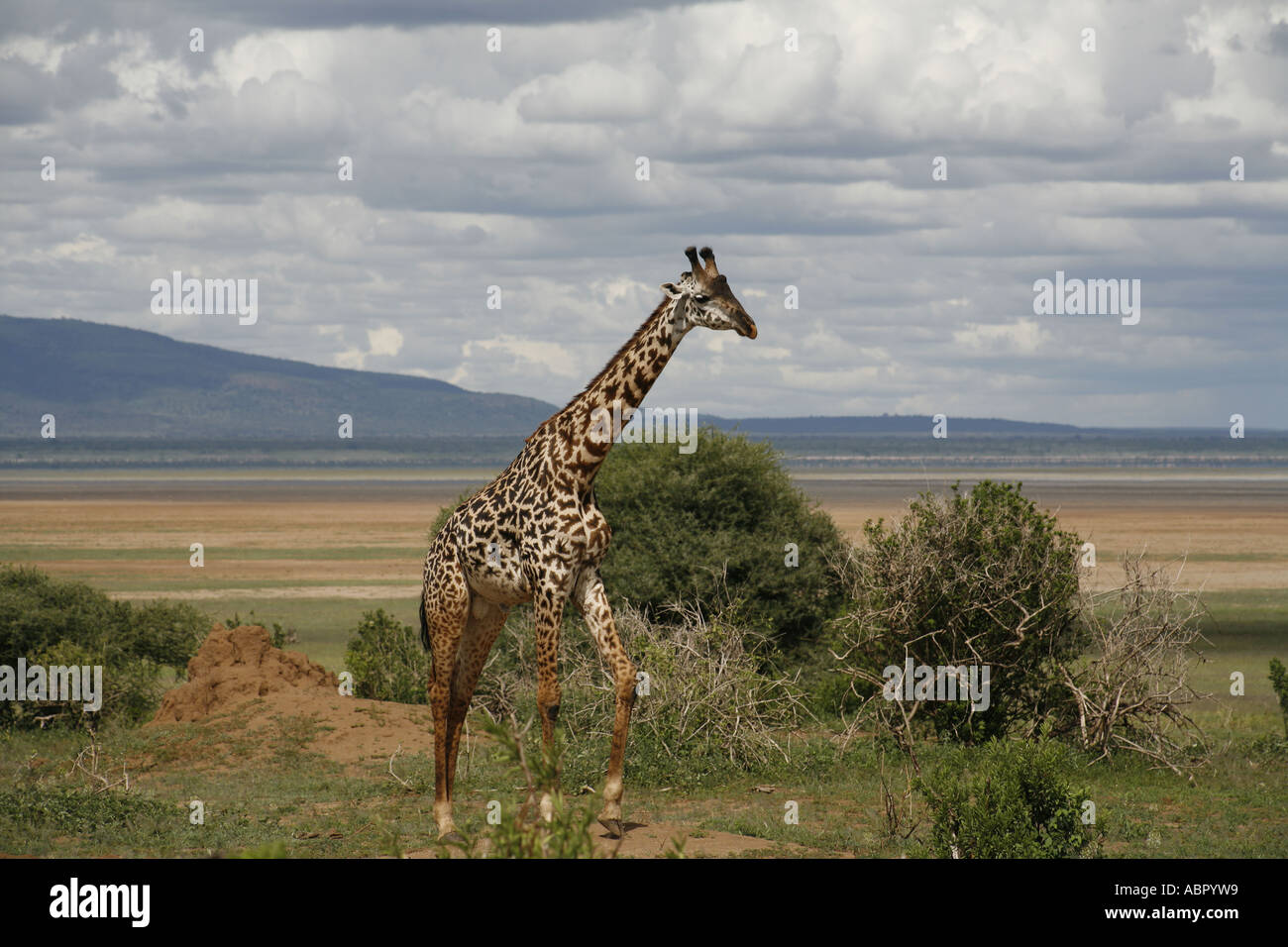 Girafe solitaire pour vous promener le long du bord du Lac Manyara Banque D'Images