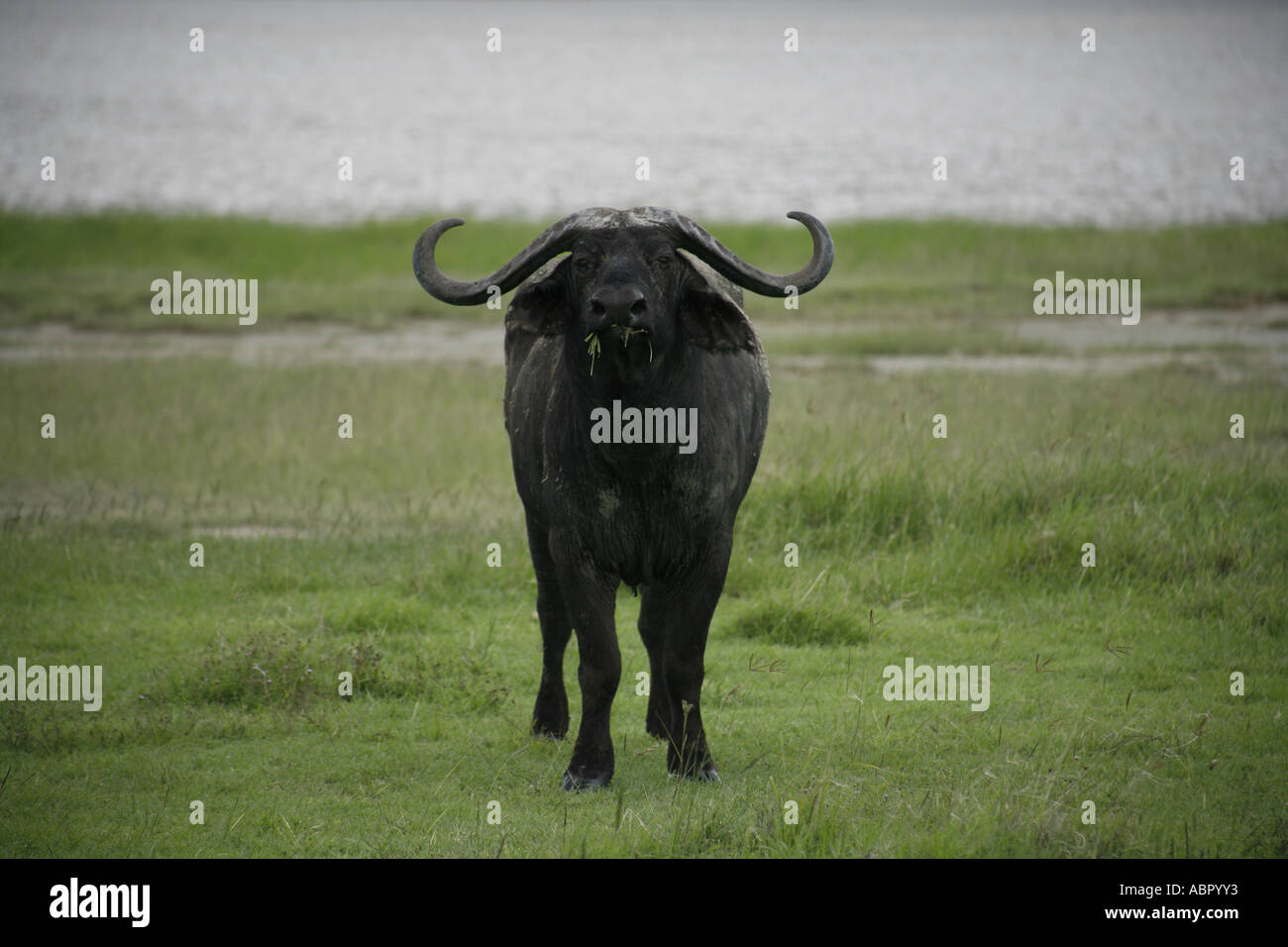 Dans le Ngorogro buffalo solitaire Crater en Tanzanie. Banque D'Images