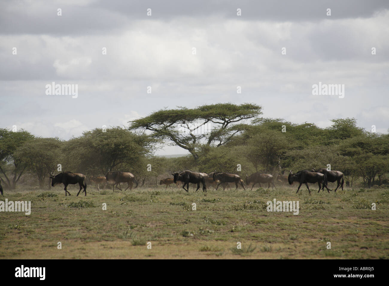 La migration des gnous passant par un arbre d'accacia. Banque D'Images