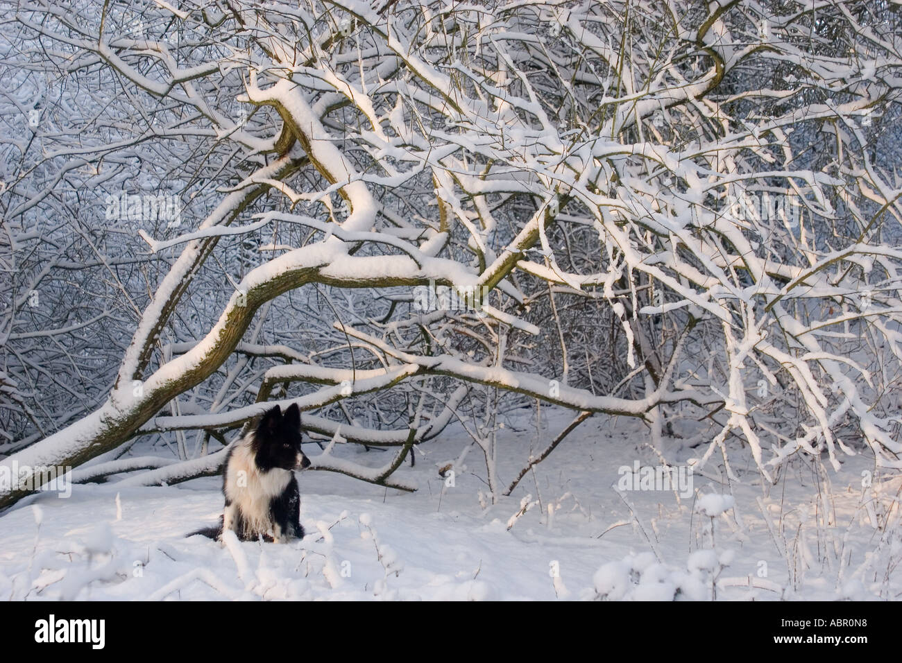 Border Collie à côté arbre tombé dans la neige de l'hiver campagne Kent UK Banque D'Images