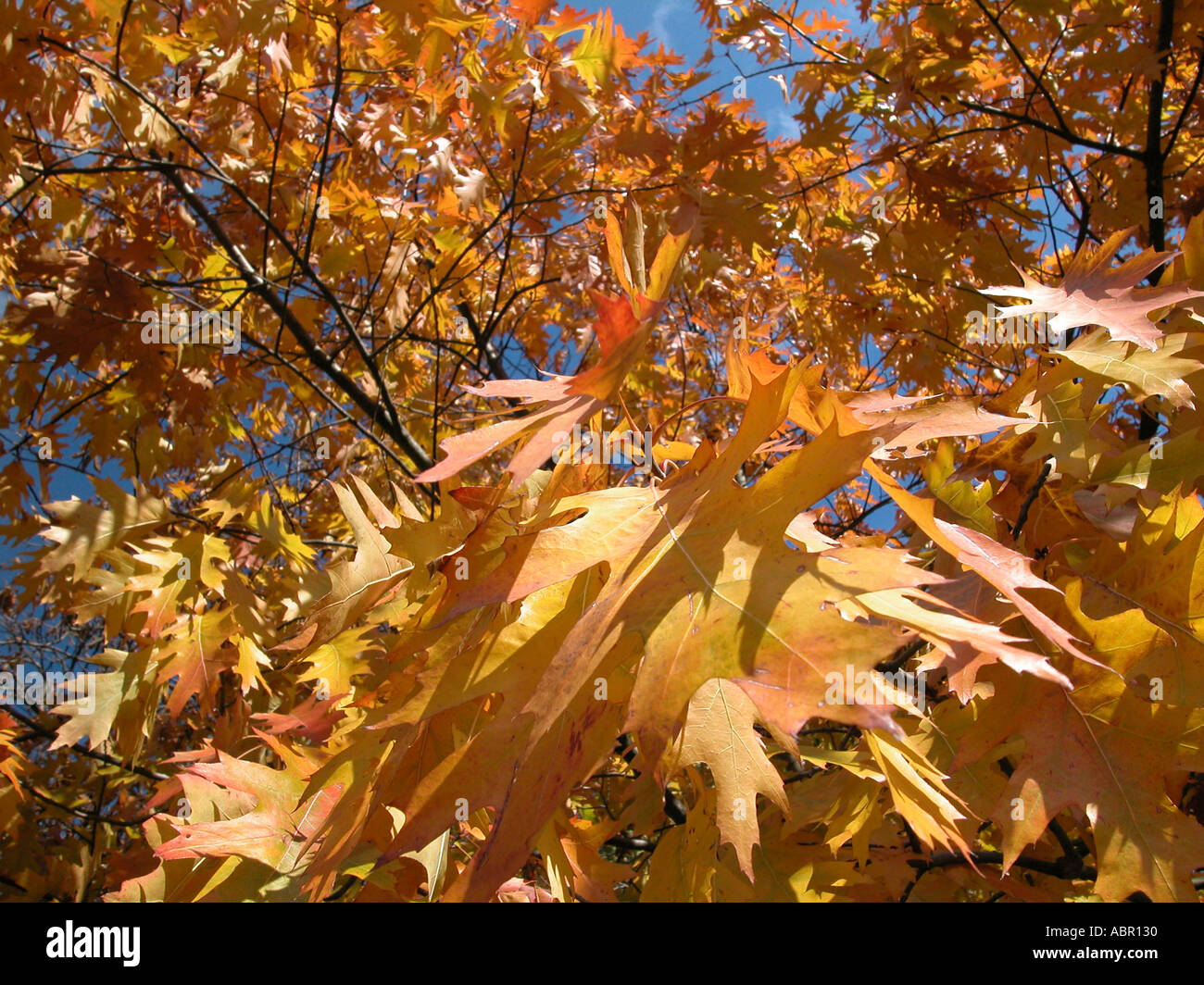 Arbre d'automne avec des feuilles jaune Banque D'Images