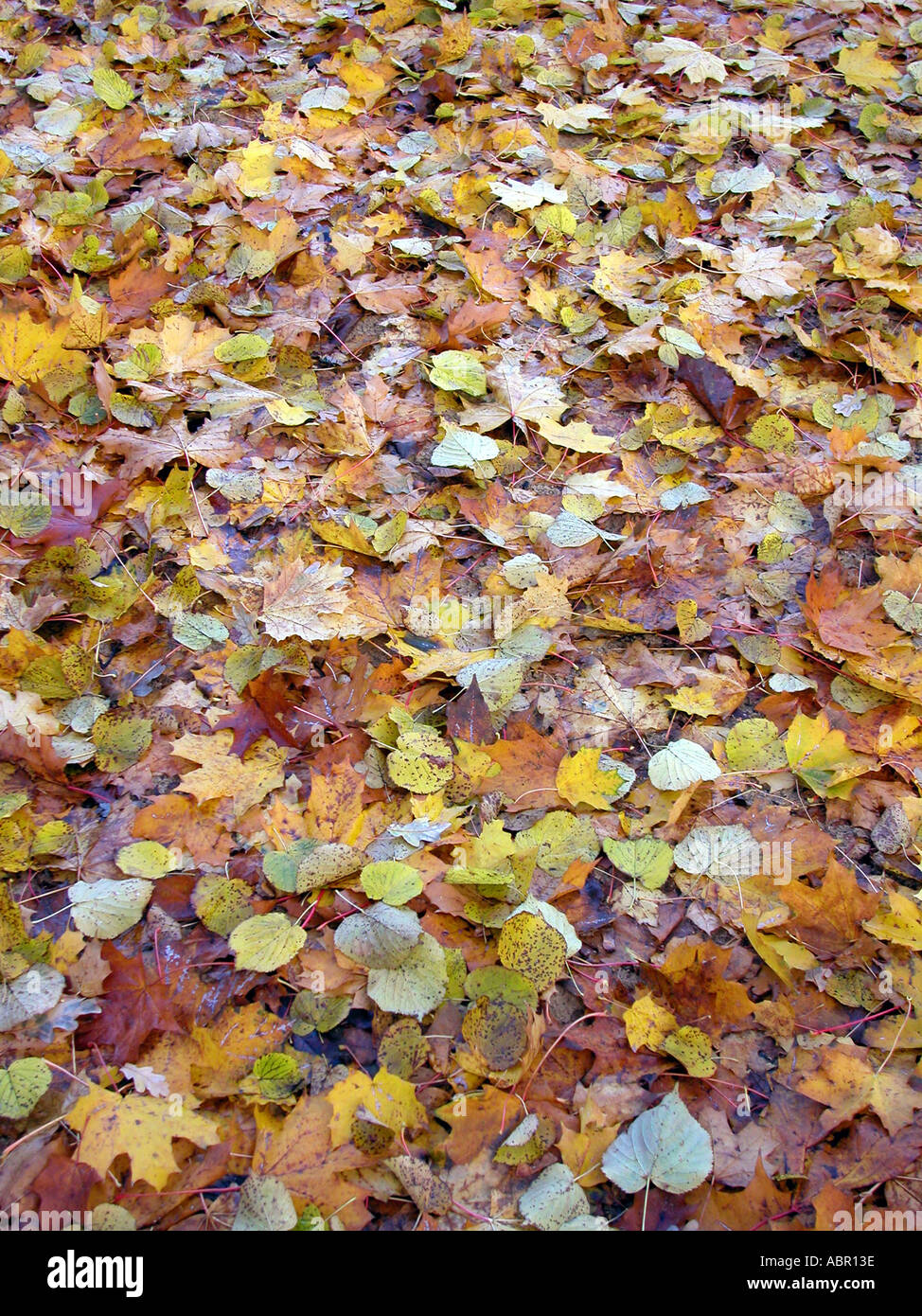 Arbre d'automne avec des feuilles jaune Banque D'Images