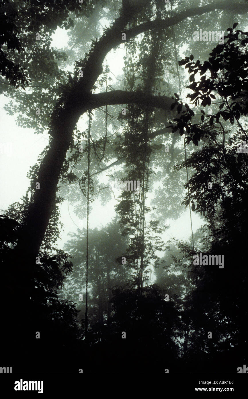 Amazonie, Brésil. La forêt amazonienne Misty avec lianes. Silhouette Banque D'Images