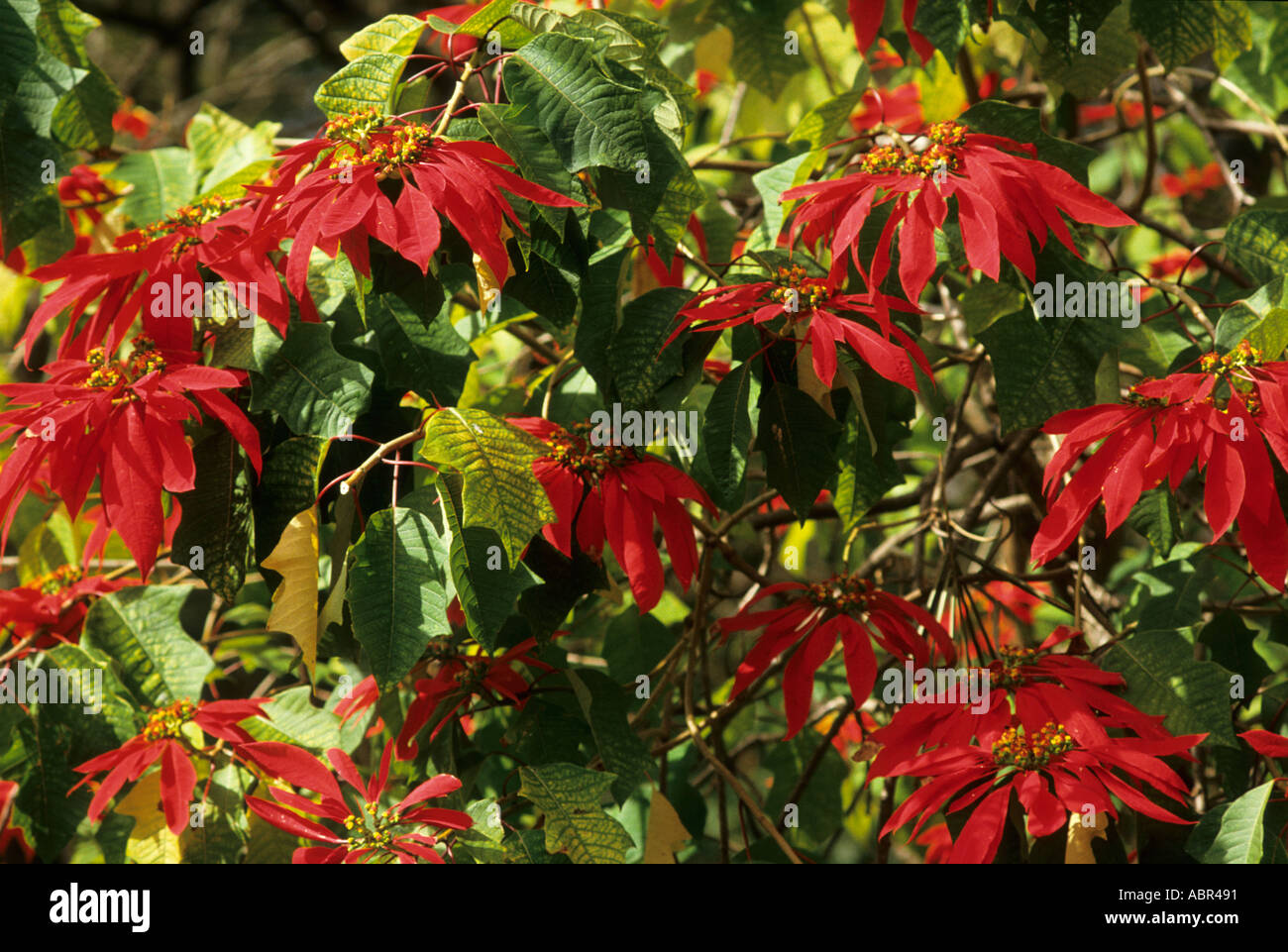 Amazonie, Brésil. L'Étoile de Noël (Poinsettia) plante qui pousse à l'état sauvage ; fleurs rouge vif sur bush. Banque D'Images