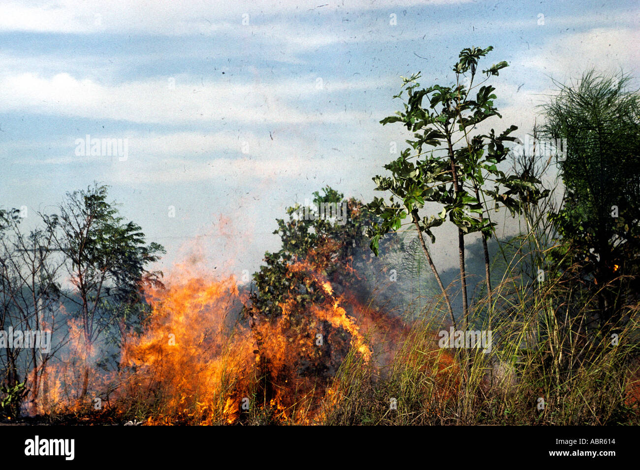 Amazonie, Brésil. La forêt tropicale en feu pour défricher des terres pour l'agriculture. Banque D'Images