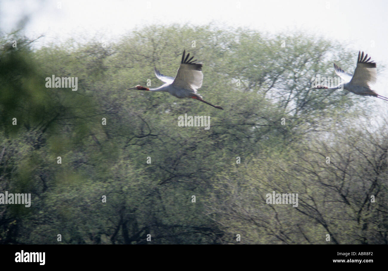 Une paire de grues Sarus élégant dans le passé de vol Bharatpur Keoladeo Ghana Bird Sanctuary un site du patrimoine mondial qui couvre 29 kilomètres carrés et a été créé en 1956 par le Maharaja Brajendra Singh Inde Banque D'Images